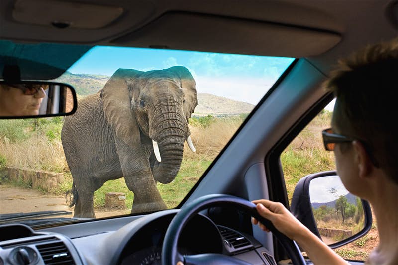 Client on safari journey